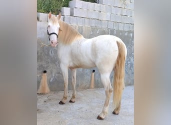 Andaluces, Yegua, 4 años, 159 cm, Perlino