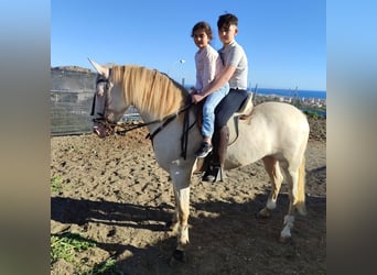 Andaluces, Yegua, 4 años, 159 cm, Perlino