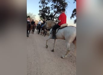 Andaluces, Yegua, 4 años, 159 cm, Perlino