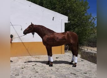 Andaluces, Yegua, 4 años, 160 cm, Alazán
