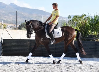 Andaluces, Yegua, 4 años, 160 cm, Negro
