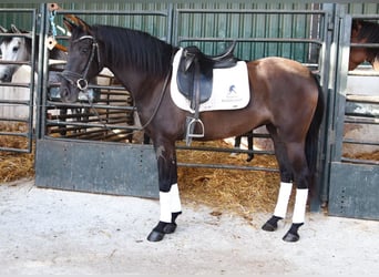 Andaluces, Yegua, 4 años, 160 cm, Negro