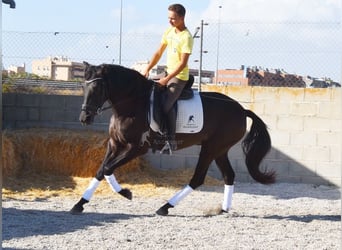 Andaluces, Yegua, 4 años, 160 cm, Negro