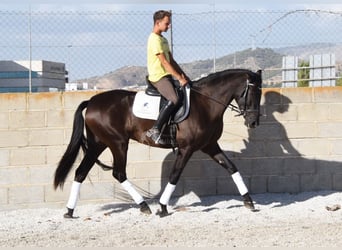Andaluces, Yegua, 4 años, 160 cm, Negro