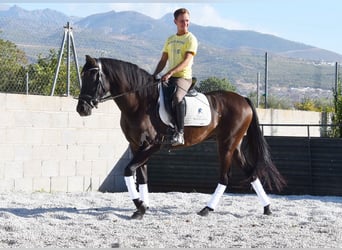 Andaluces, Yegua, 4 años, 160 cm, Negro