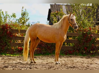 Andaluces, Yegua, 4 años, 164 cm, Palomino