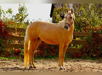 Andaluces, Yegua, 4 años, 164 cm, Palomino