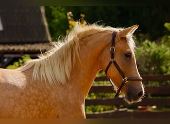 Andaluces, Yegua, 4 años, 164 cm, Palomino