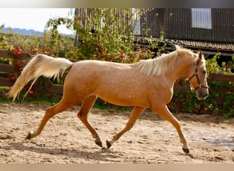 Andaluces, Yegua, 4 años, 164 cm, Palomino