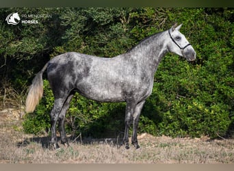 Andaluces, Yegua, 4 años, 164 cm, Tordo