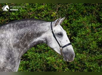 Andaluces, Yegua, 4 años, 164 cm, Tordo