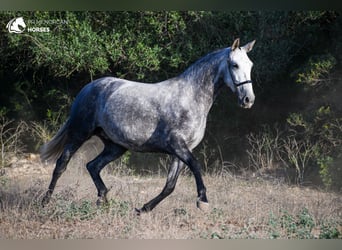 Andaluces, Yegua, 4 años, 164 cm, Tordo