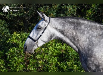 Andaluces, Yegua, 4 años, 164 cm, Tordo