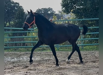 Andaluces, Yegua, 4 años, 165 cm, Negro