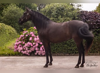 Andaluces, Yegua, 4 años, 168 cm, Negro