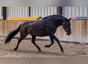 Andaluces, Yegua, 4 años, 168 cm, Negro