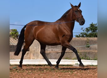 Andaluces, Yegua, 4 años, 170 cm, Castaño