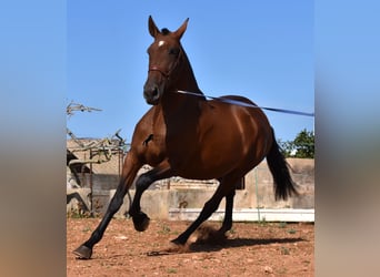 Andaluces, Yegua, 4 años, 170 cm, Castaño