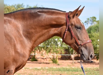 Andaluces, Yegua, 4 años, 170 cm, Castaño