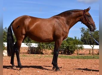 Andaluces, Yegua, 4 años, 170 cm, Castaño