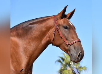 Andaluces, Yegua, 4 años, 170 cm, Castaño