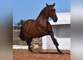 Andaluces, Yegua, 4 años, 170 cm, Castaño