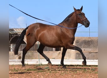 Andaluces, Yegua, 4 años, 170 cm, Castaño