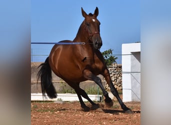 Andaluces, Yegua, 4 años, 170 cm, Castaño