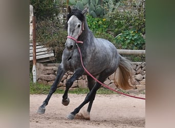 Andaluces, Yegua, 4 años, 170 cm, Tordo