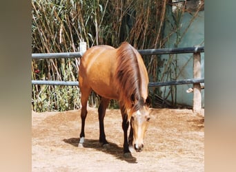 Andaluces, Yegua, 5 años, 145 cm, Buckskin/Bayo