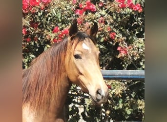 Andaluces, Yegua, 5 años, 145 cm, Buckskin/Bayo