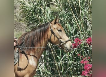 Andaluces, Yegua, 5 años, 145 cm, Buckskin/Bayo
