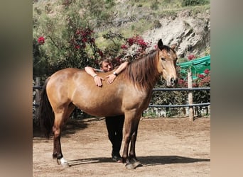 Andaluces, Yegua, 5 años, 145 cm, Buckskin/Bayo