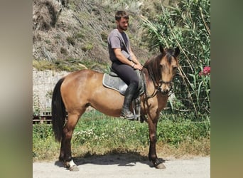 Andaluces, Yegua, 5 años, 145 cm, Buckskin/Bayo