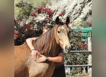 Andaluces, Yegua, 5 años, 145 cm, Buckskin/Bayo