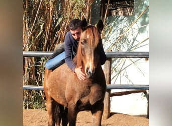 Andaluces, Yegua, 5 años, 145 cm, Buckskin/Bayo