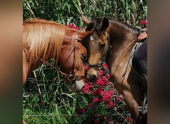 Andaluces, Yegua, 5 años, 145 cm, Buckskin/Bayo