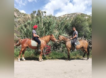 Andaluces, Yegua, 5 años, 145 cm, Buckskin/Bayo