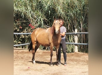 Andaluces, Yegua, 5 años, 145 cm, Buckskin/Bayo