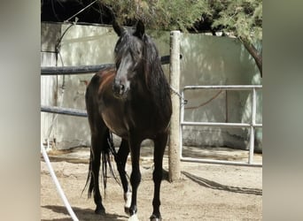 Andaluces, Yegua, 5 años, 145 cm, Negro