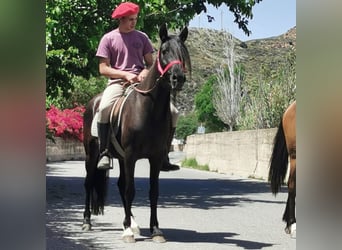 Andaluces, Yegua, 5 años, 145 cm, Negro