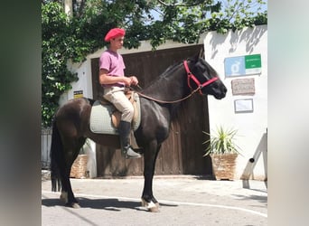 Andaluces, Yegua, 5 años, 145 cm, Negro