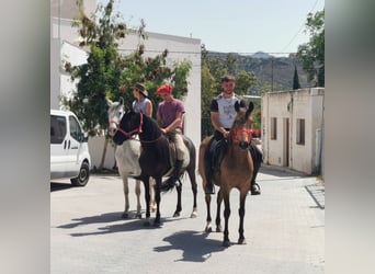 Andaluces, Yegua, 5 años, 145 cm, Negro
