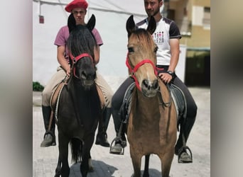 Andaluces, Yegua, 5 años, 145 cm, Negro