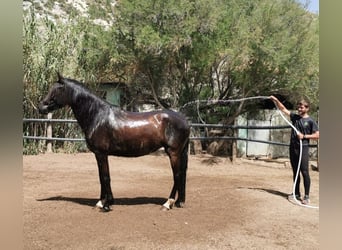 Andaluces, Yegua, 5 años, 145 cm, Negro