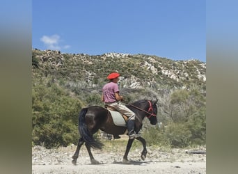 Andaluces, Yegua, 5 años, 145 cm, Negro