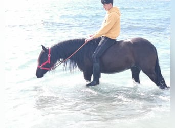 Andaluces, Yegua, 5 años, 145 cm, Negro