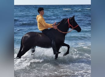 Andaluces, Yegua, 5 años, 145 cm, Negro