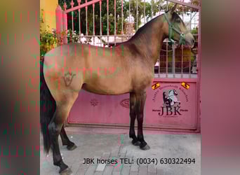 Andaluces, Yegua, 5 años, 149 cm, Bayo