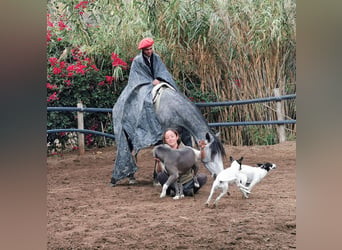 Andaluces, Yegua, 5 años, 149 cm, Tordo